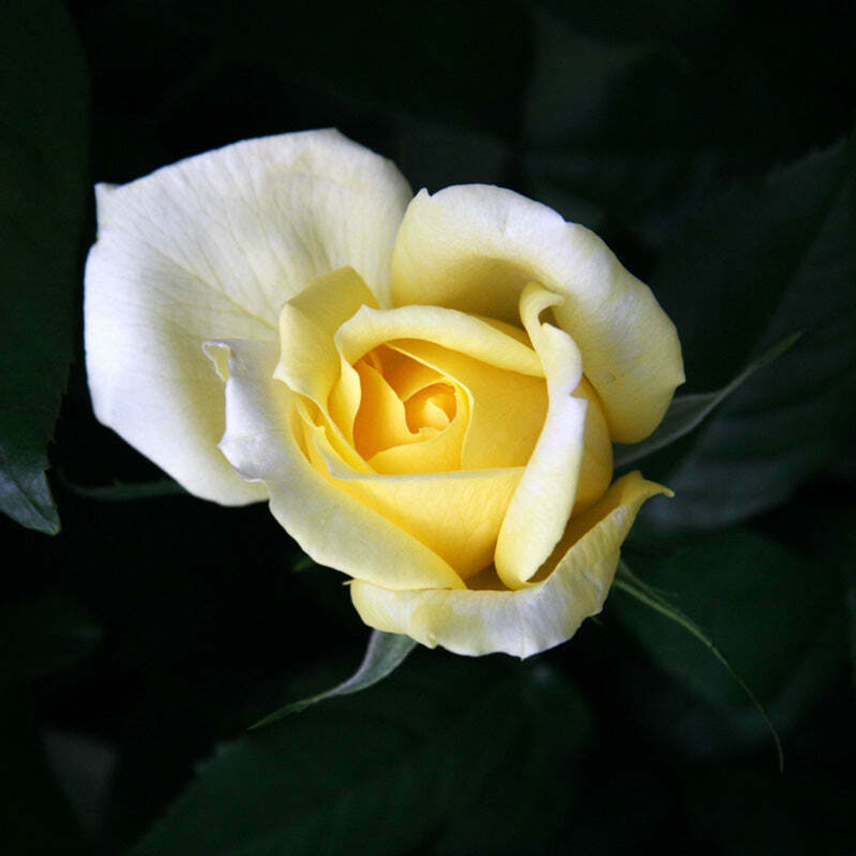 ароматные розы Николя Уло (Nicolas Hulot) Фея розы в букетах и охапками