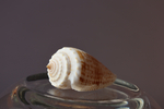 Ракушка конус ролани (Conus rolani)