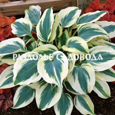 Хоста гибридная Фирн Лайн