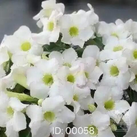 Адениум обесум 058 Thuỷ Tiên 5
