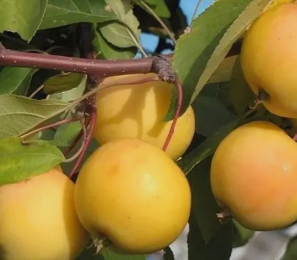 Яблоня Уральское наливное ЗКС контейнер 7,5л, 3х летний саженец май 26