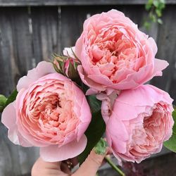 Зе Алнвик Роз (The Alnwick Rose)
