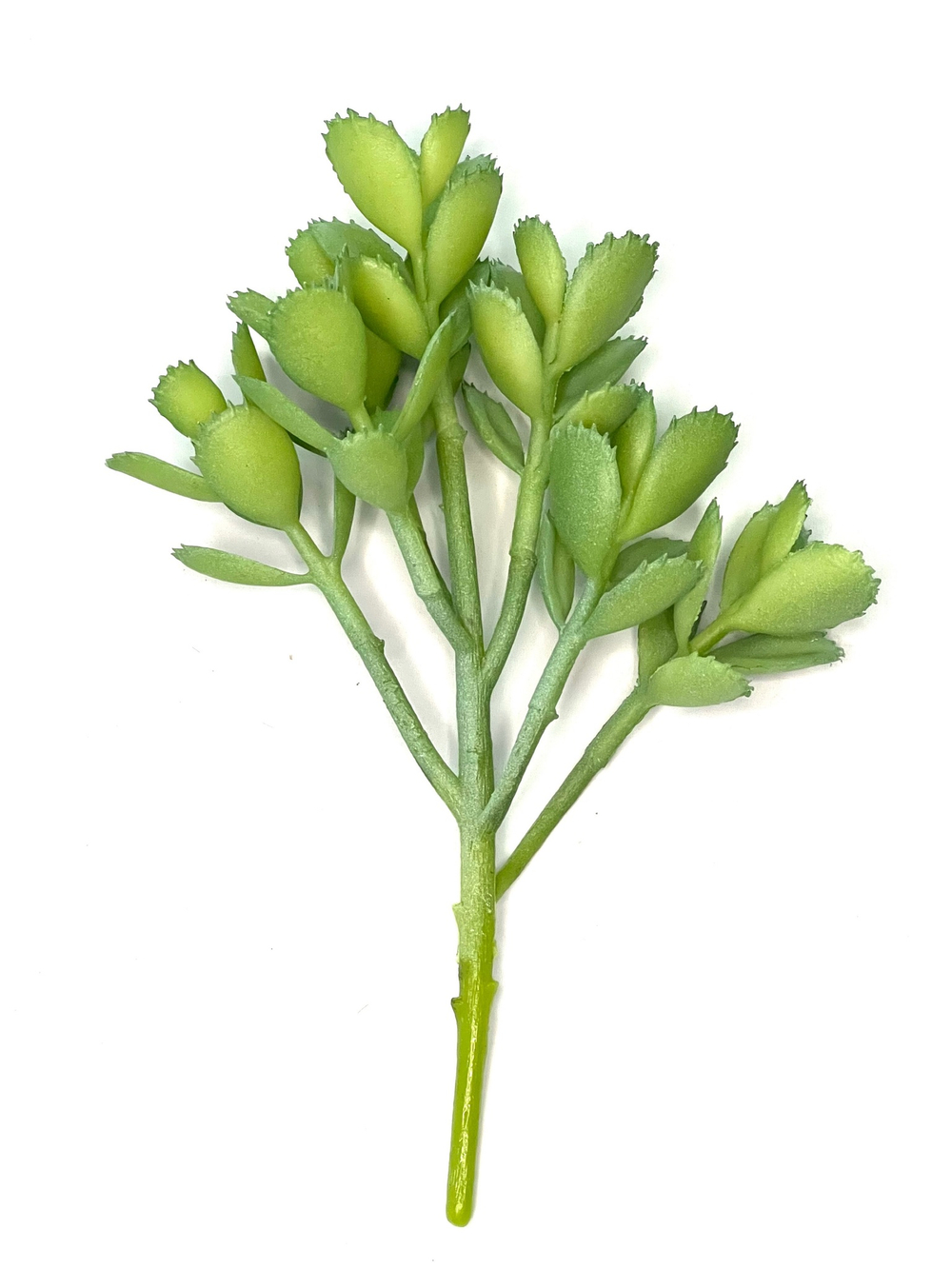 Суккулент 130 сизый