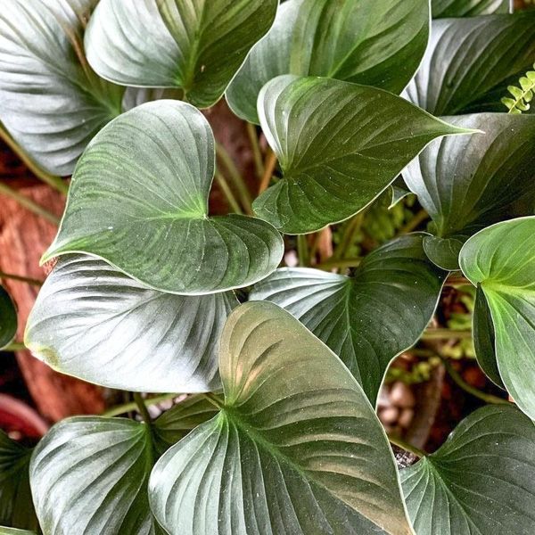 Хомаломены май 2026 Хомаломены май 2026