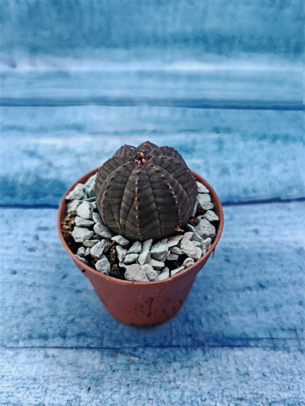 Суккулент Euphorbia Obesa (Эуфорбия)