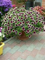 Петуния Каскадиас Рим Маджента