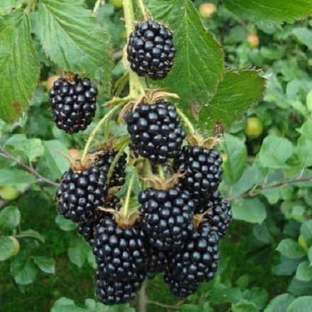 Ежевика сорт Агавам