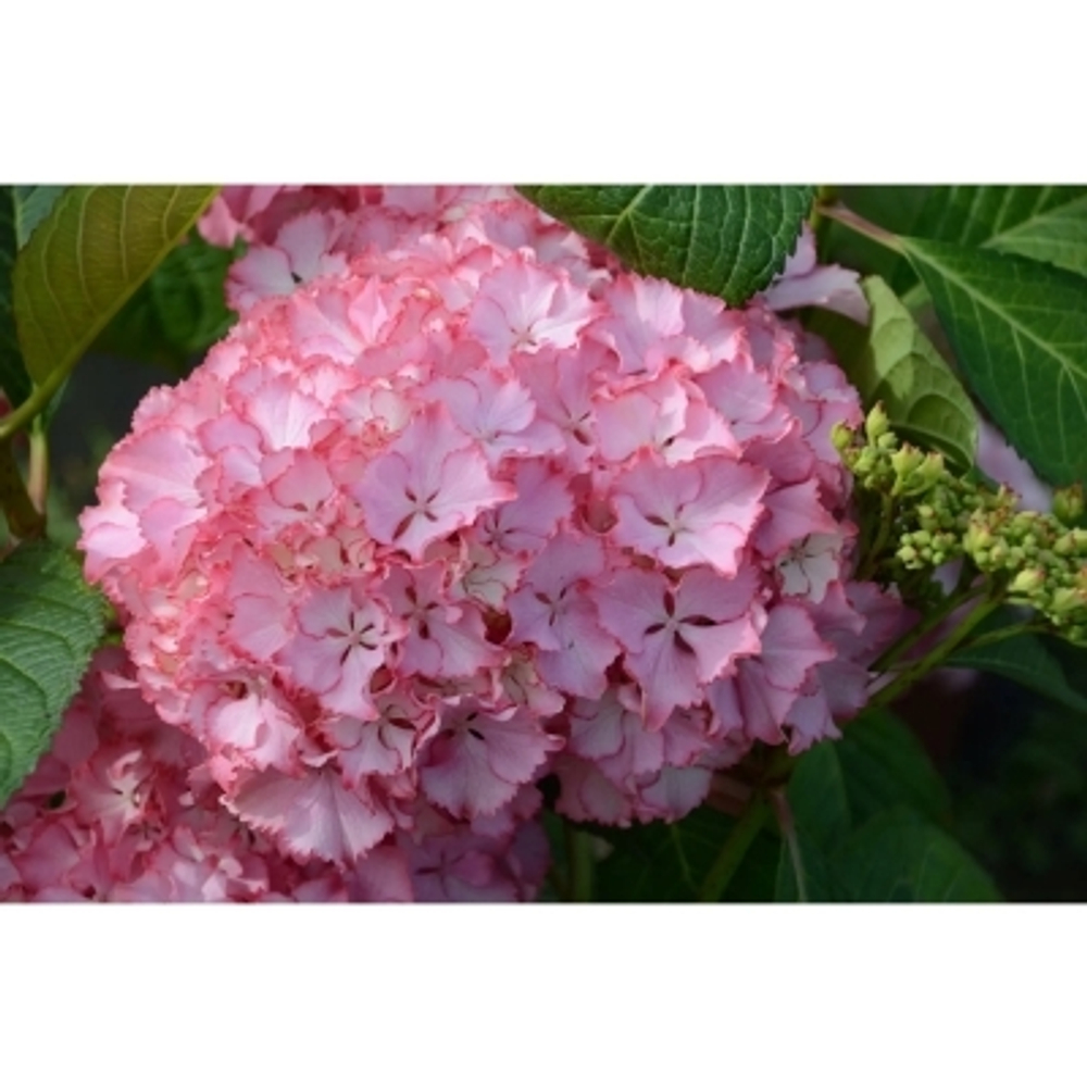 So Long Sanny /Со Лонг Санни (Стандарт поставки Р8)2025г.