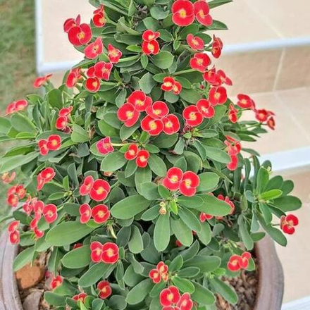 Эуфорбия Миля карликовая DOUNG JAI