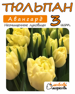 Тюльпан Луковица, Авангард, 3+ шт