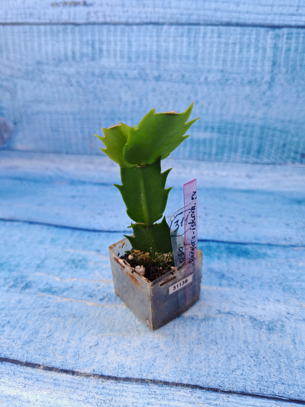Schlumbergera cv. Rosa Brazil (Шлюмбергера)