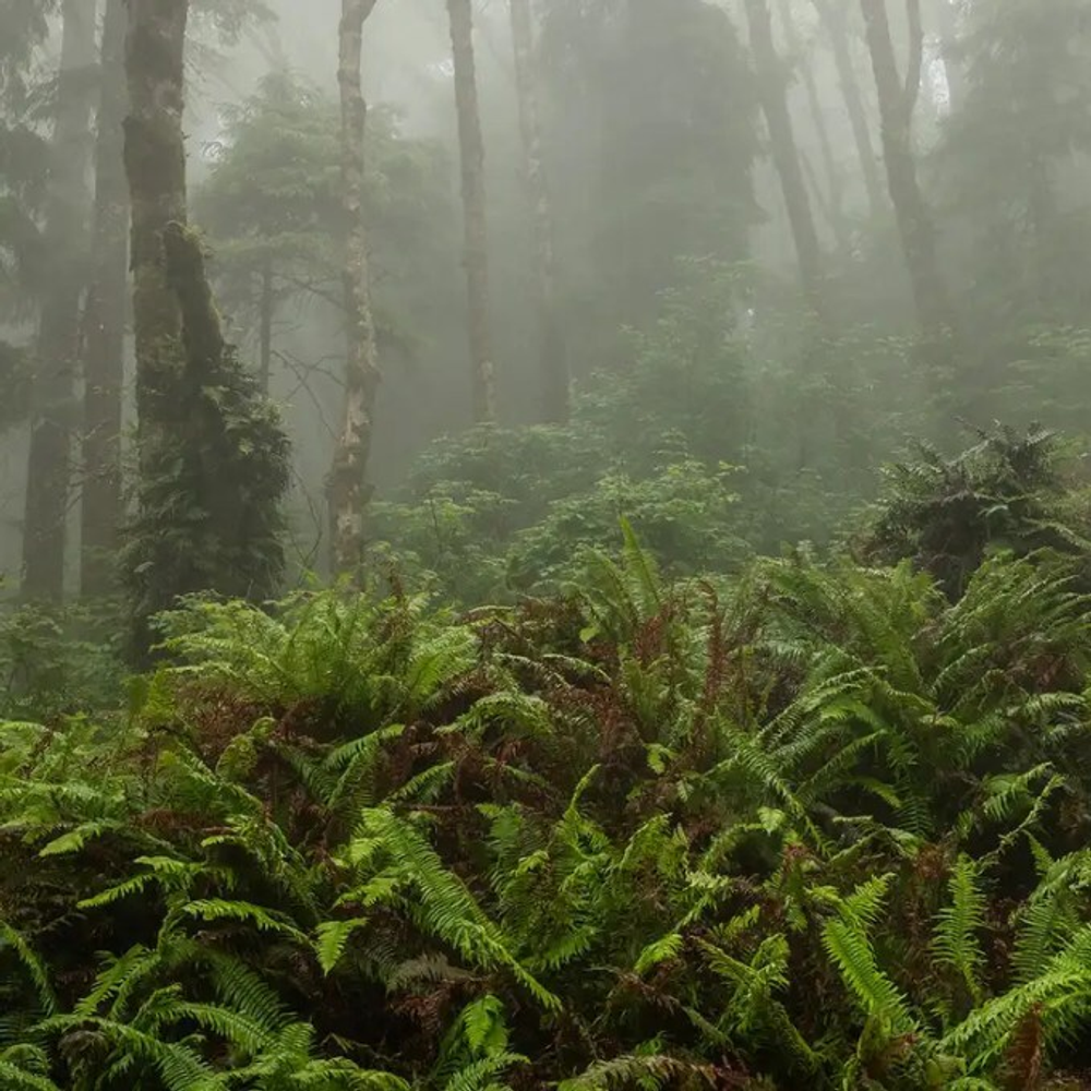 Отдушка CS - Туман и Папоротник (Fog and Fern)