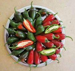 СОНОРА F1 семена перца острого (Sakata | Alexagro)