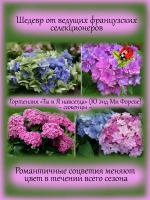 Гортензия Ты и Я навсегда Ю энд Ми Фореве крупнолистная