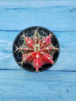 Gymnocalycium Variegata (Гимнокалициум Вариегатный)