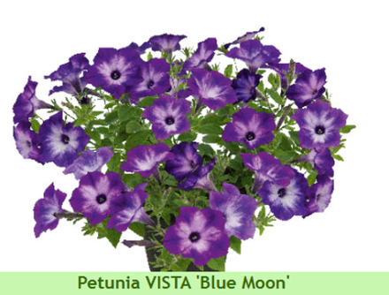 Петуния Vista Blue Morn ЕВРО укорененный черенок ФЕВРАЛЬ 25