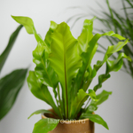 Асплениум Антикум 12/25