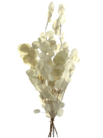 Эвкалипт стабилизированный популус белый