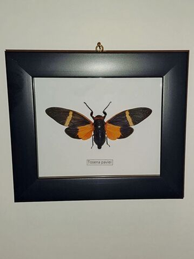 Цикада Tosena paviei в рамке