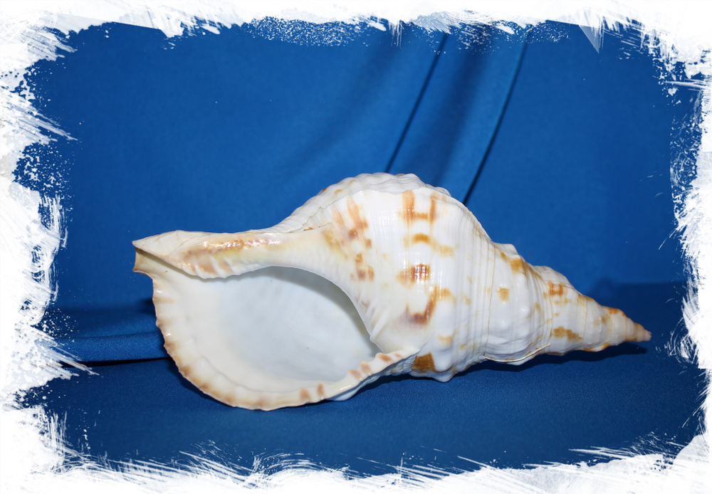 Харония лампас (Charonia lampas)