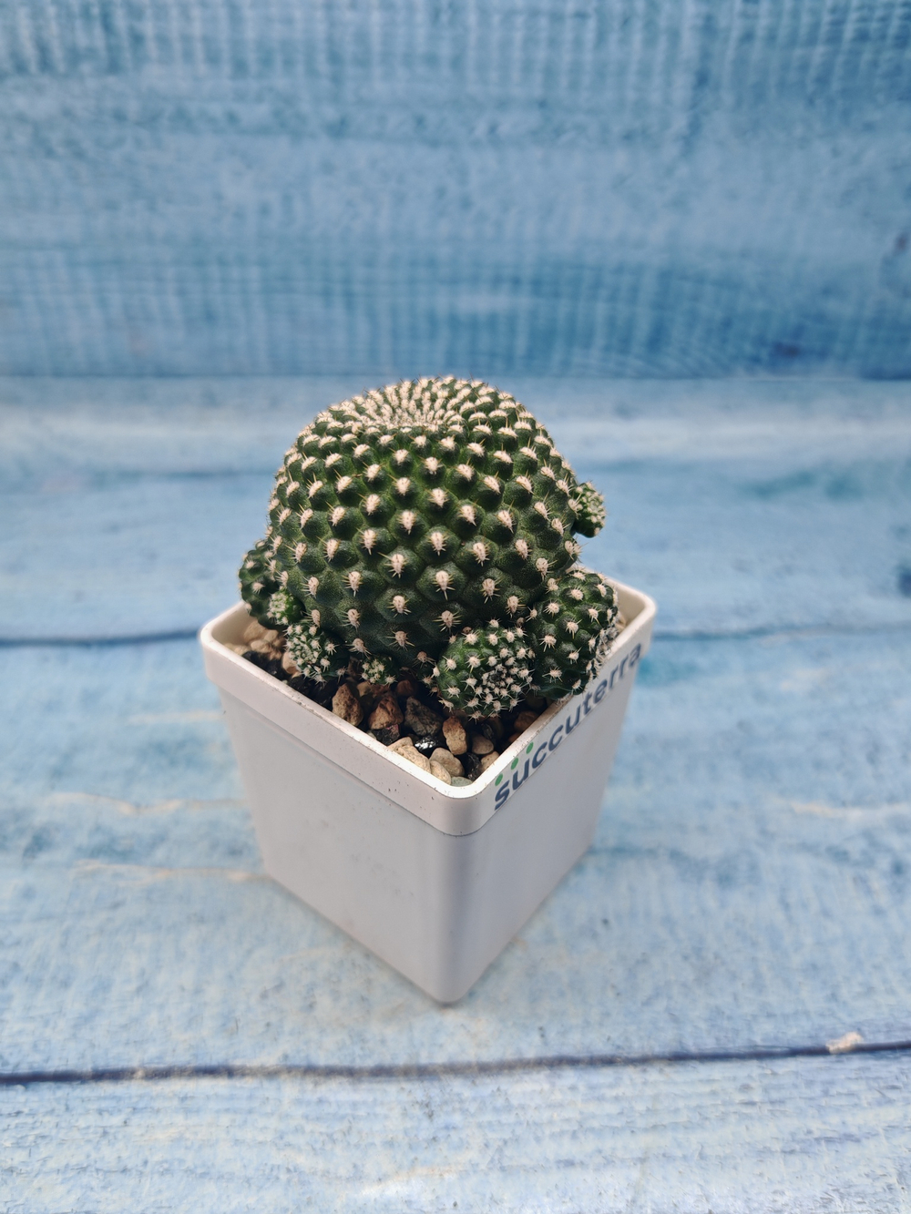 Sulcorebutia Heliosoides (Сулькоребуция)