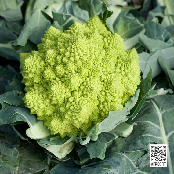 ПУНТОВЕРДЕ F1 семена капусты цветной (Rijk Zwaan | Alexagro) – фото 2