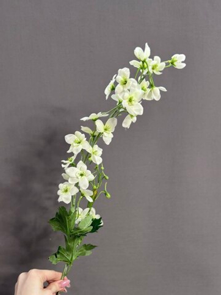 Дельфиниум белый (h79 см)