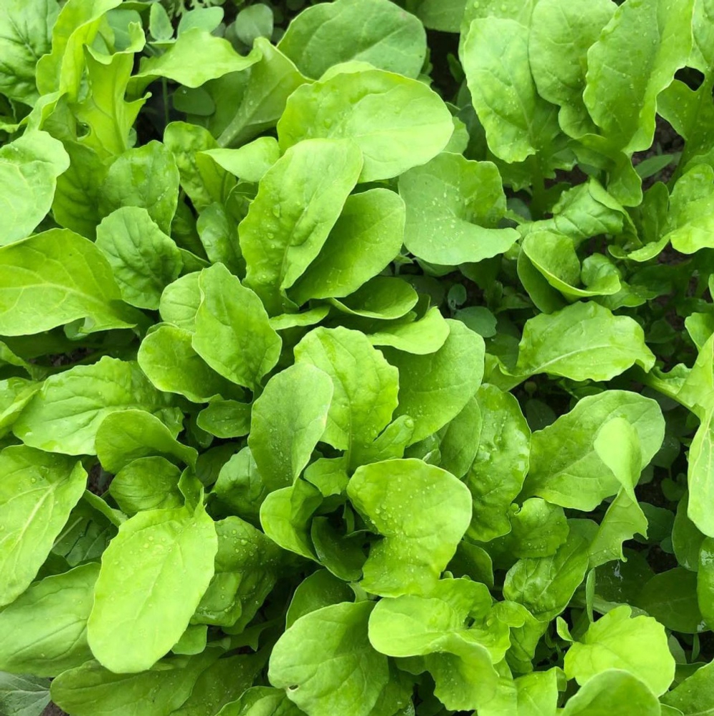 Руккола "О, Батат", 100 г