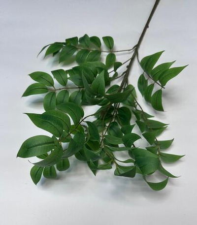 Ветка глициния листья