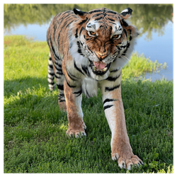 Реплика «Амурский тигр»