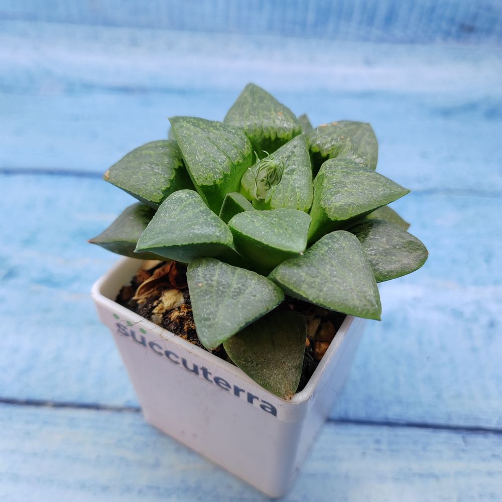 Haworthia Comptoniana Hybride hybrid (Хавортия)