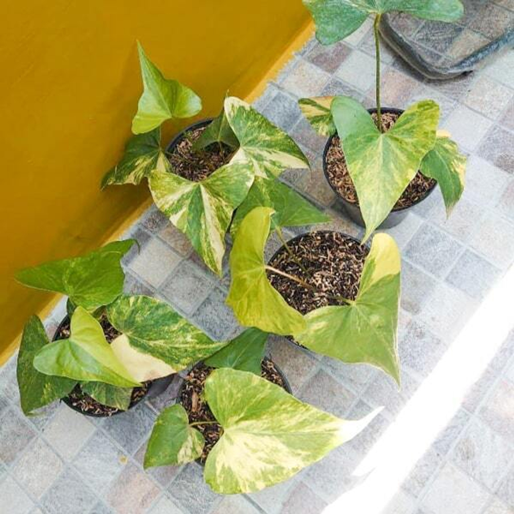 Антуриум PTERODACTYL VAR