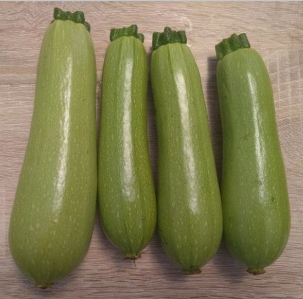 Байкал F1 семена кабачка (Sakata / Саката)