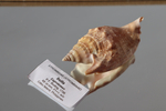 Ракушка Стромбус булла (Euprotomus bulla)