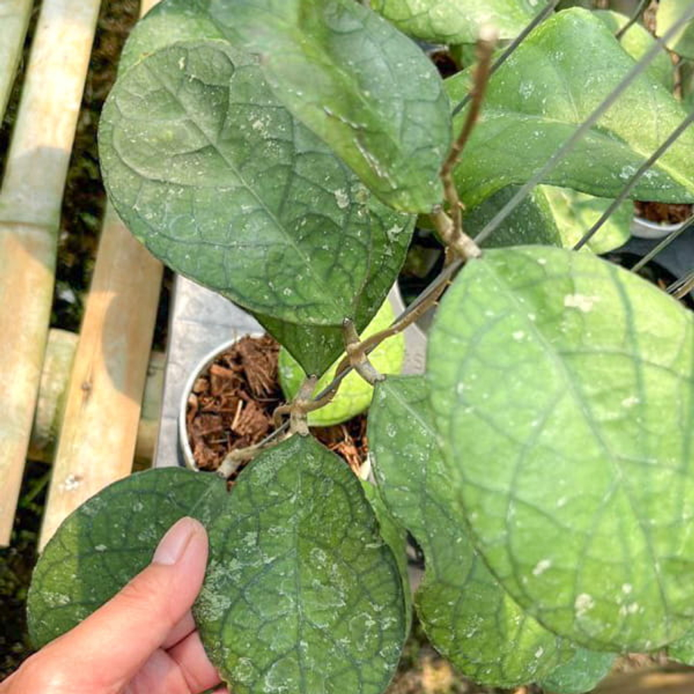 Хойя TANGGAMUS TURTLE