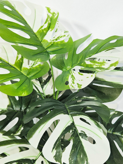 Искусственная Монстера Альба 55см в кашпо