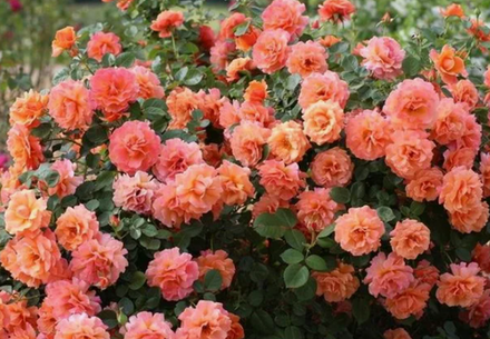 Роза флорибунда Изи даз ит ОКС конец апреля -май 2026