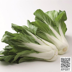 Бопак F1 семена китайской капусты Пак-чой (Bejo / Бейо)