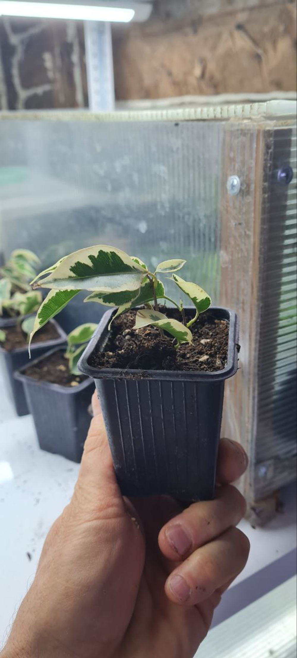 Фикус Бенджамина в контейнере Р7