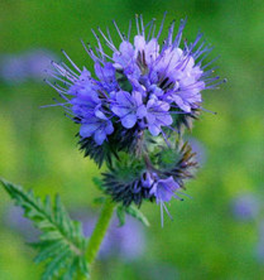 Фацелия 0,5 кг