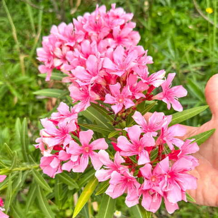 Олеандр ярко-розовый