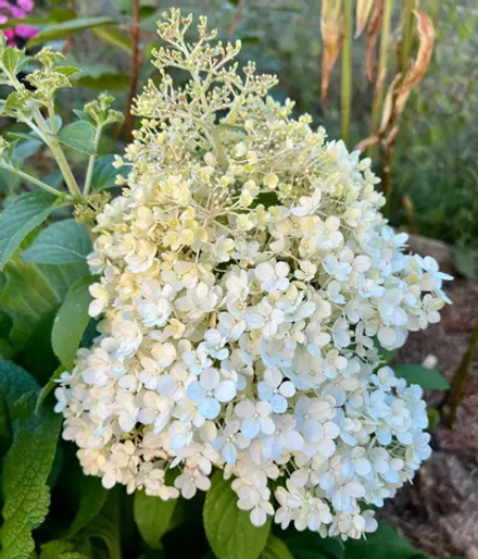 Гортензия метельчатая Литл Альф (Hydrangea paniculata Little Alf)