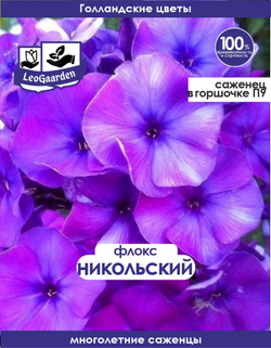 Саженец, Флокс, Никольский