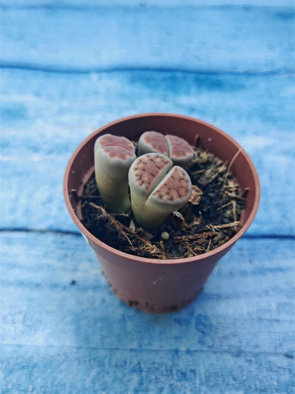Lithops sp. (Литопсы)