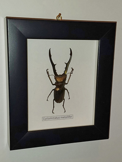 Жук Cyclommatus metallifer в рамке