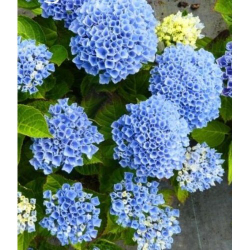 Гортензия крупнолистная Мэджикал Революшен Блю С2 Закупка М31 апрель 2026