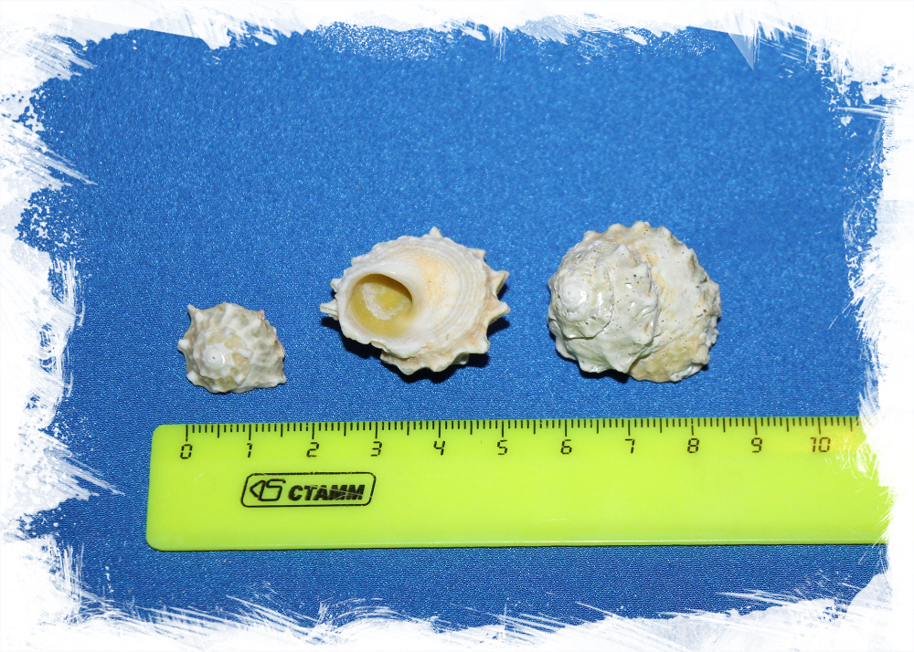 Ракушки морские декоративные