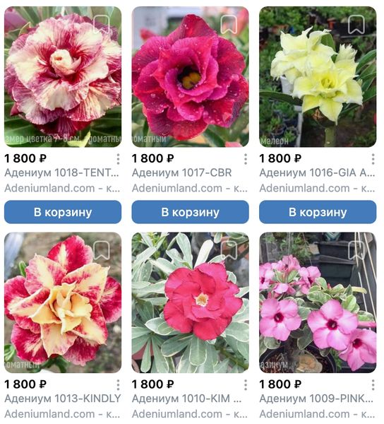 Про адениумы Вьетнам поставка S20