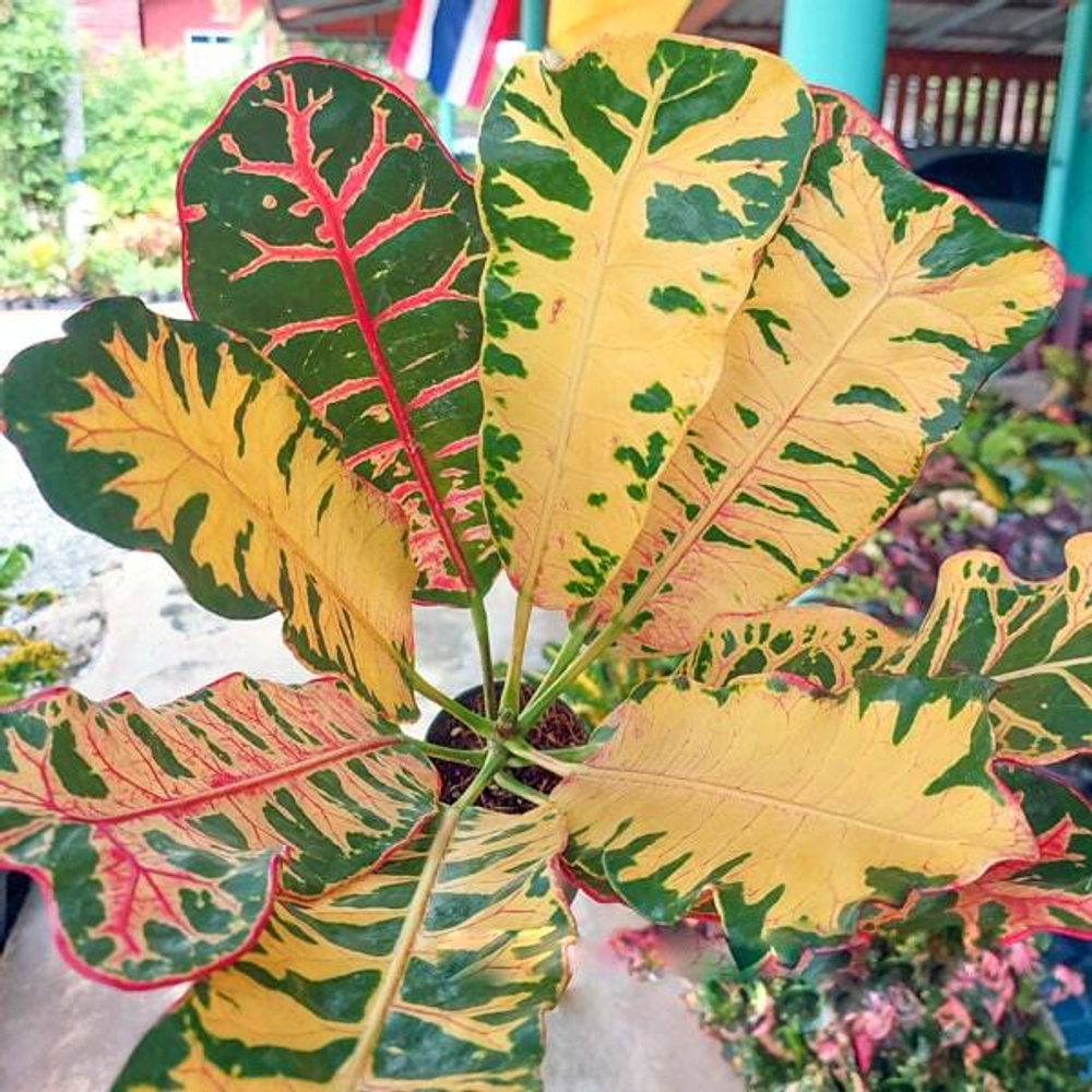 Кротон LIN MANGKORN