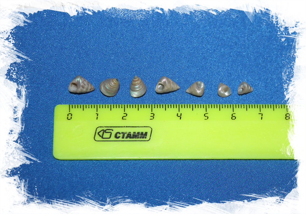 Мелкие перламутровые ракушки